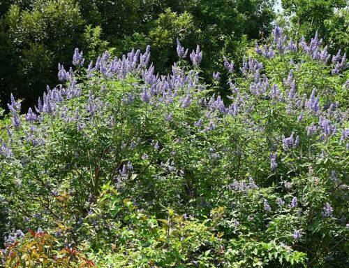Summer Blooming Vitex