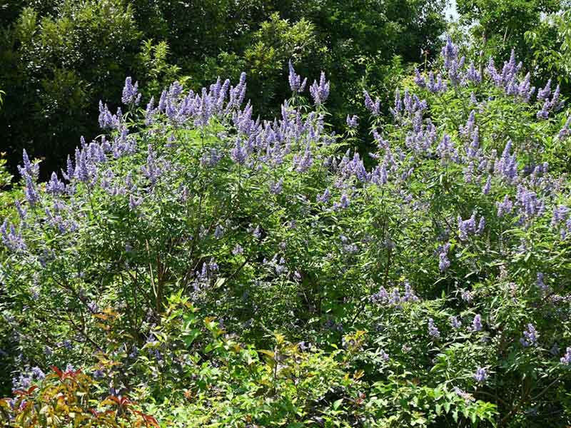 Summer Blooming Vitex Shrub
