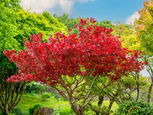 Acer rubrum 'Sun Valley' Red Maple