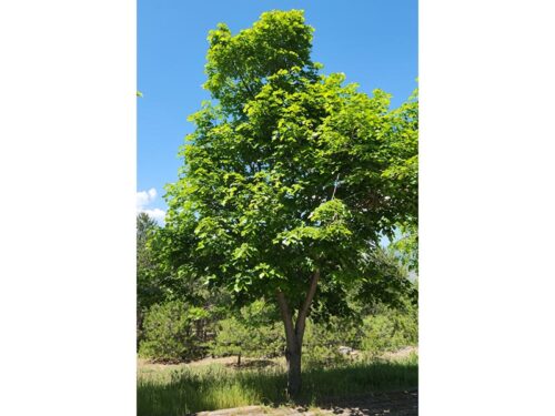 Tilia cordata - 'Greenspire' Linden Tree