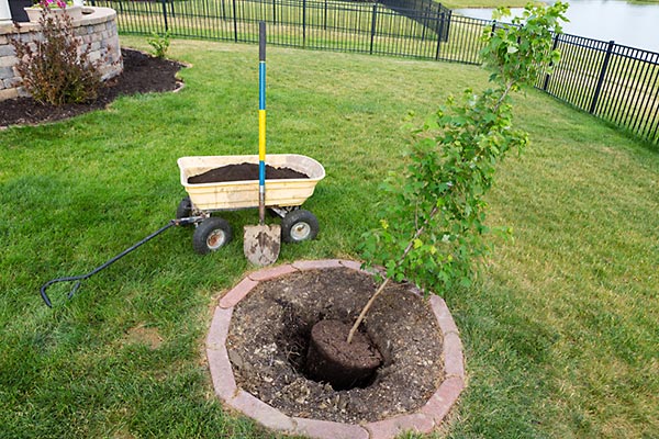 tree-transplanting-services-chesapeake-tree-nursery Tree Transplanter Tidewater Tree Nursery