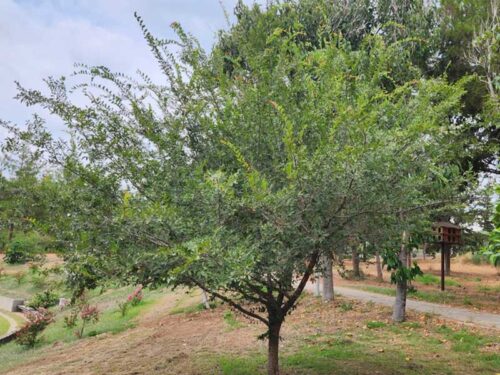 Ulmus parvifolia 'Dynasty' Chinese Lackbark Elm