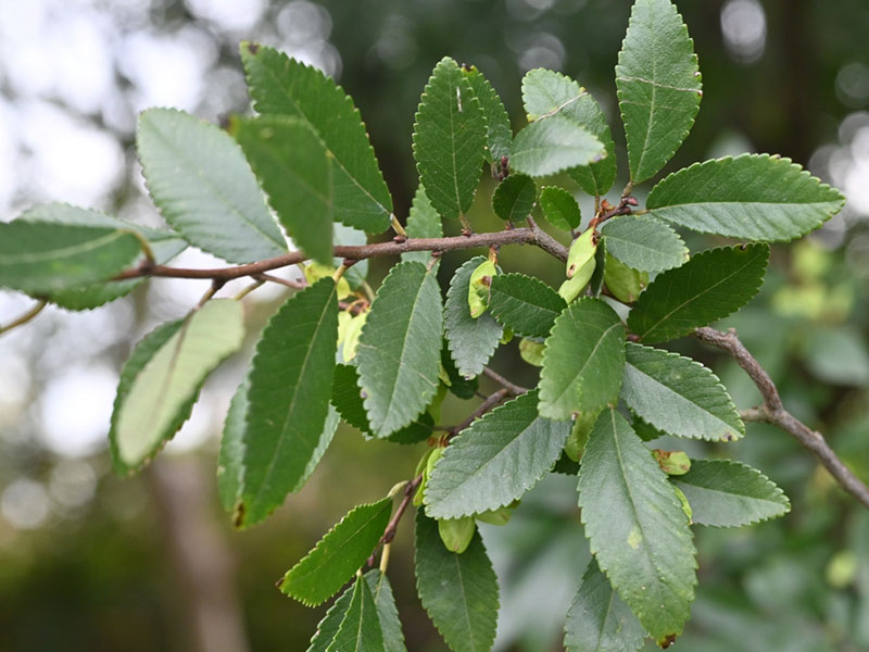 Ulmus parvifolia 'Dynasty' Chinese Lackbark Elm Foliage