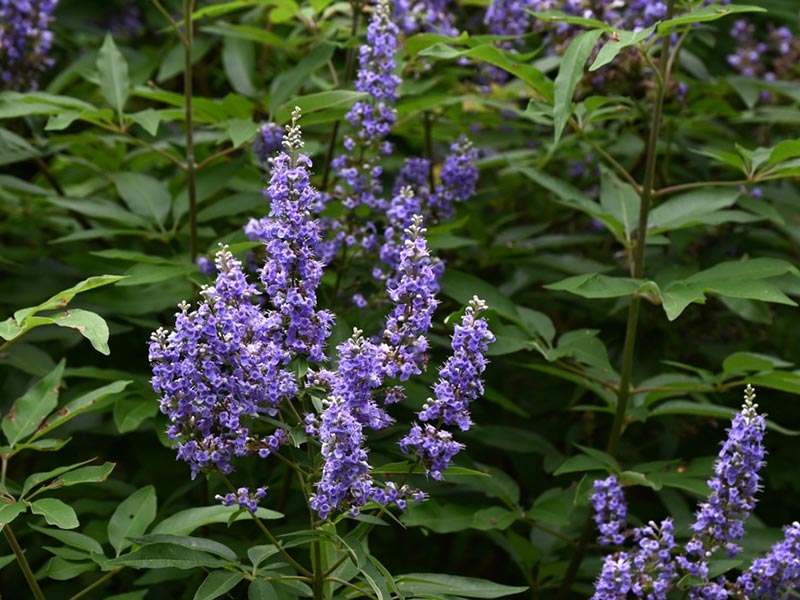Vitex agnus-castus - Blue Chaste Tree
