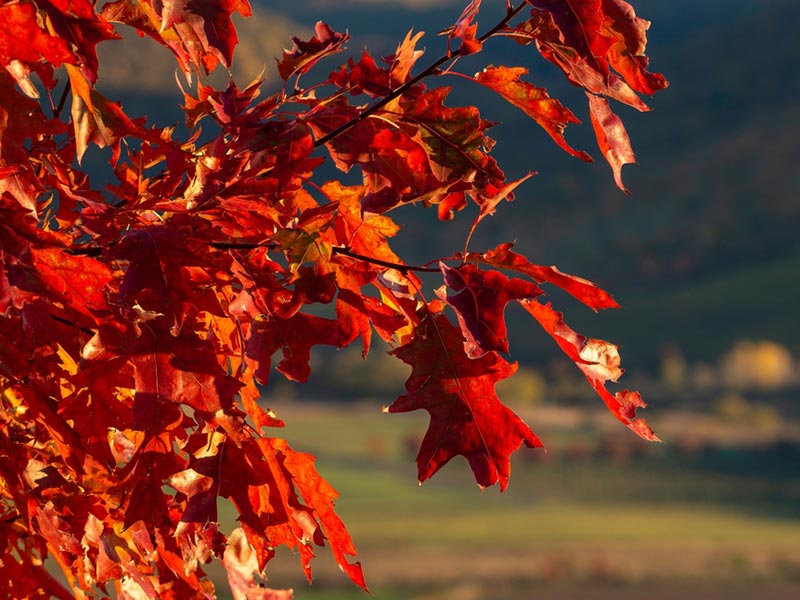 Vivid Red Autumn Leaves - Quercus rubra - Red Oak