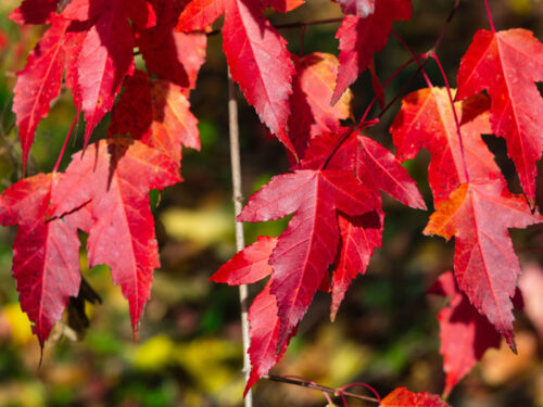 Acer ginnala 'Flame' - Flame Amur Maple
