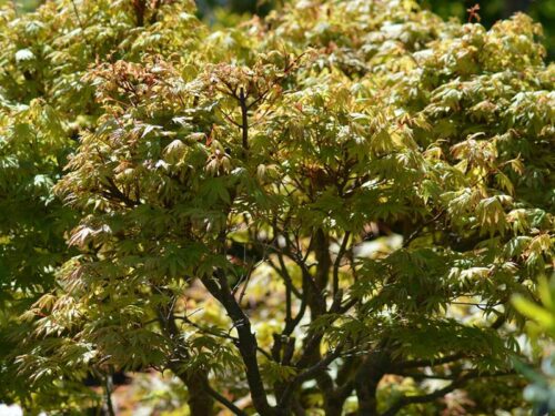 Acer palmatum - Japanese Maple