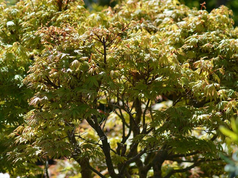 Acer palmatum - Japanese Maple