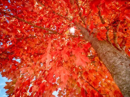 Acer rubrum 'Brandywine' - Brandywine Red Maple