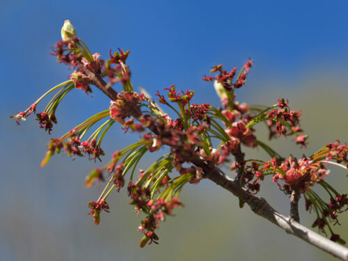 Acer rubrum - 'Frank Jr.' Redpointe Red Maple