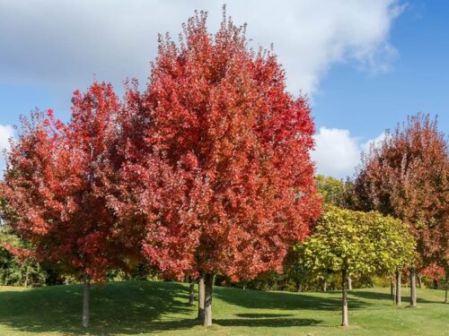 Acer rubrum 'HOSR' - Summer Red Maple