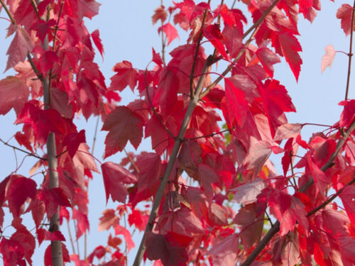 Acer rubrum - 'Red Sunset' Red Maple