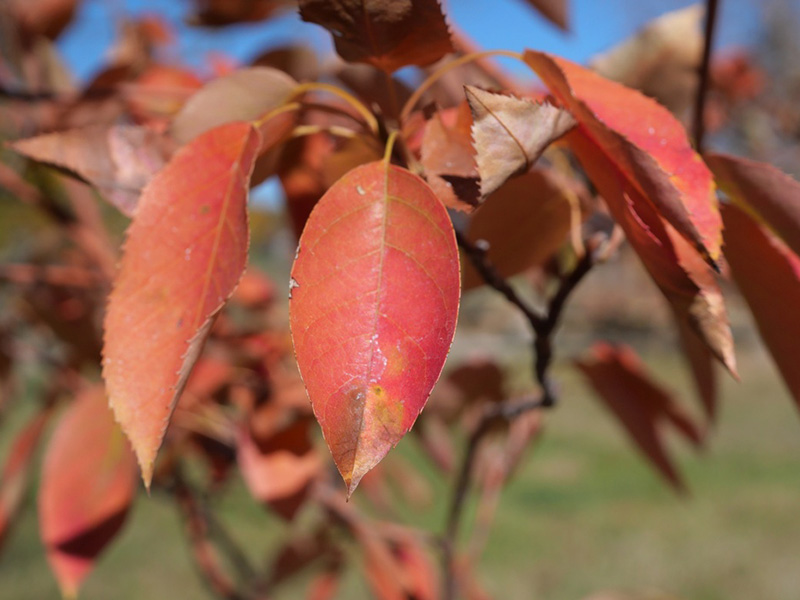 Amelanchier - 'Autumn Brilliance' Serviceberry Autumn Leaves