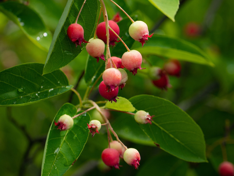 Amelanchier - 'Autumn Brilliance' Serviceberry Berries