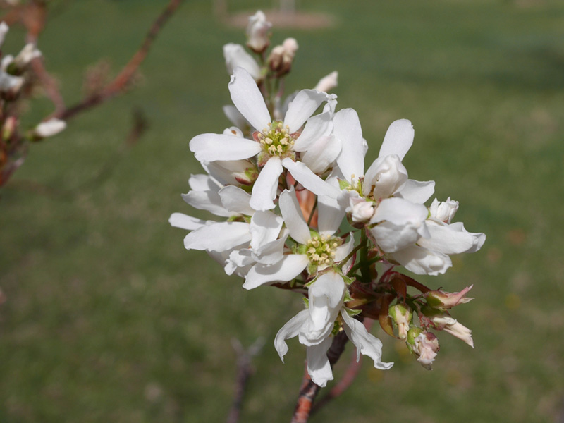 Amelanchier - 'Autumn Brilliance' Serviceberry Flowers