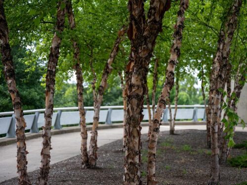 Betula nigra 'Cully' Heritage - Cully Heritage River Birch