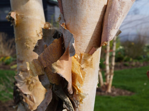 Betula nigra 'BNMTF' - 'Dura Heat' River Birch