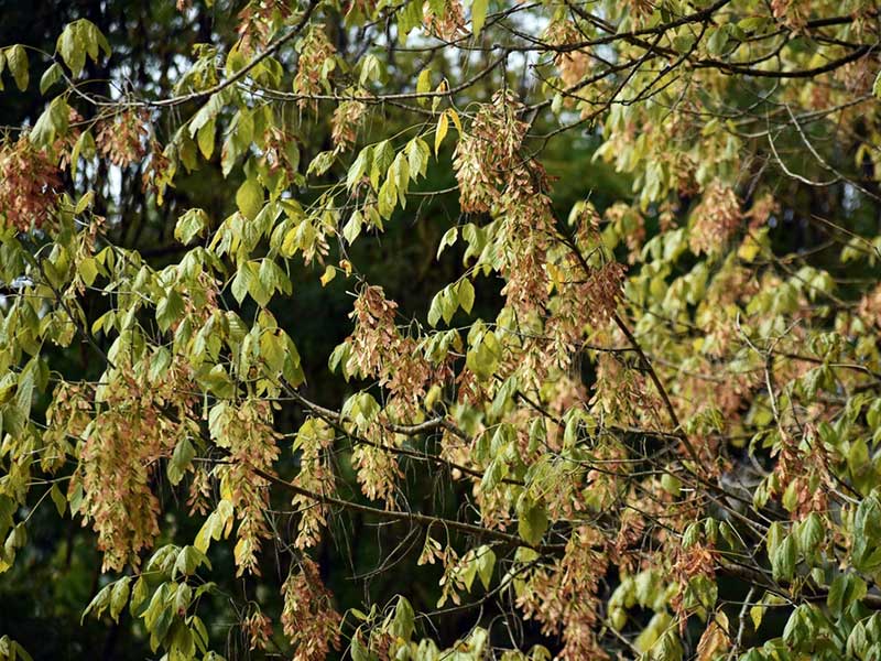 Carpinus caroliniana - American Hornbeam Fruit