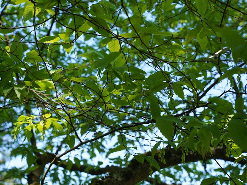 Carpinus caroliniana - American Hornbeam