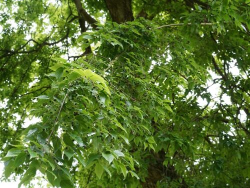 Celtis occidentalis - Hackberry