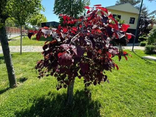 Cercis canadensis - 'Forest Pansy' Redbud