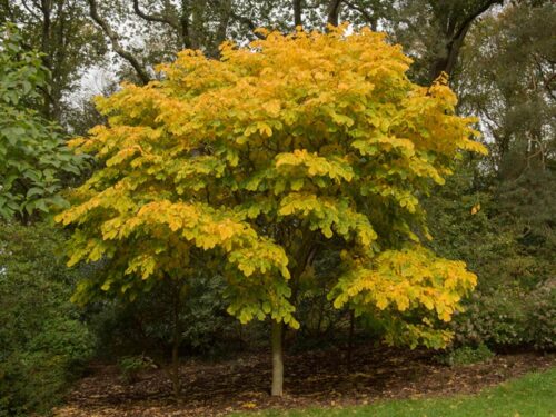Cladrastis kentukea - American Yellowwood