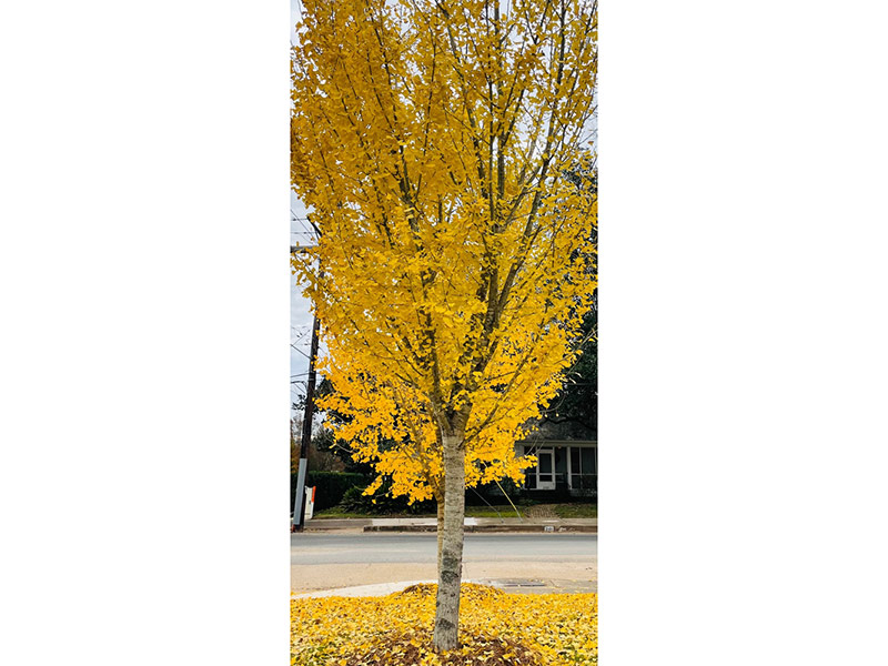Ginkgo biloba 'Autumn Gold' - Autumn Gold Maidenhair Tree