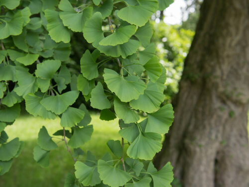 Ginkgo biloba 'Princeton Sentry' - Princeton Sentry Ginkgo