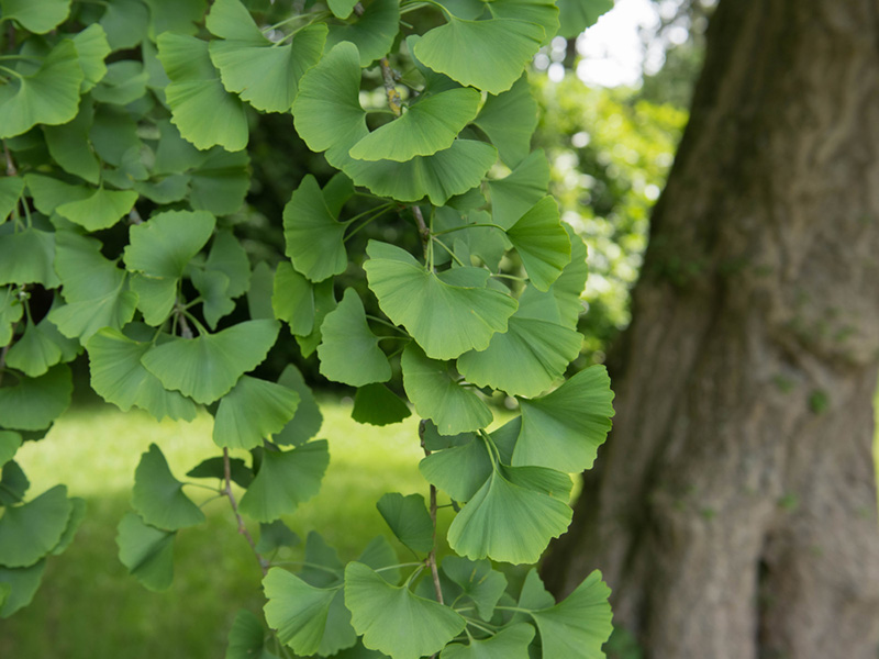 Ginkgo biloba 'Princeton Sentry' - Princeton Sentry Ginkgo