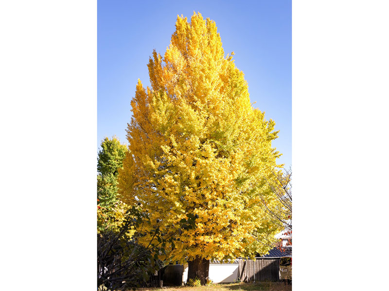 Ginkgo biloba 'The President' - Presidential Gold Ginkgo Tree