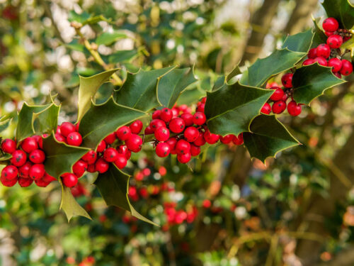 Illex opaca 'Greenleaf" - American Holly
