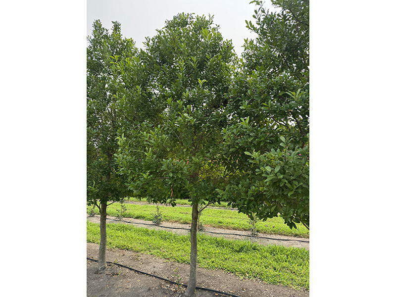 Illex x attenuatta 'Savannah' Holly Tree
