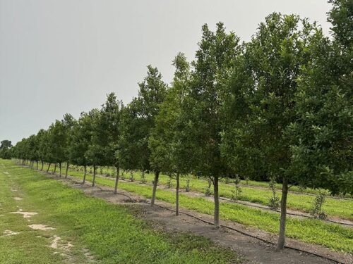 Illex x attenuatta 'Savannah' Holly Trees