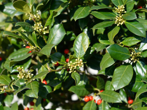 Illex x 'Nellie Stevens' - Nellie Stevens Holly