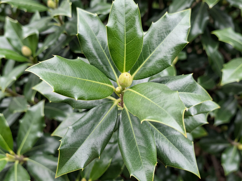 Illex x 'Virginia' - American Holly