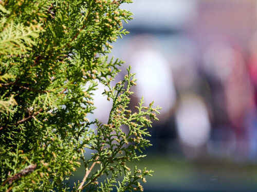 Juniperus virginiana - Eastern Red Cedar