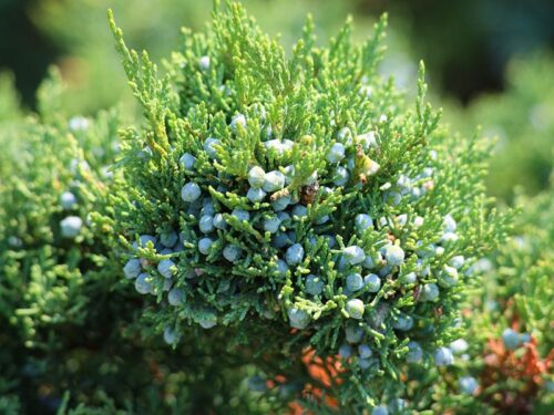 Juniperus virginiana 'Idyllwild' - Idyllwild Juniper