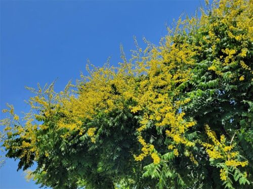 Koelreuteria paniculata - Golden Rain Tree