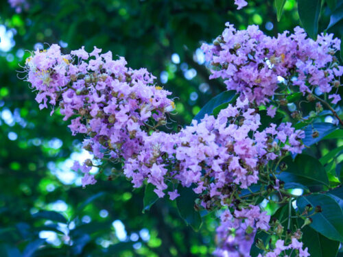 Lagerstroemia indica 'Catawba' - Catawba Crape Myrtle