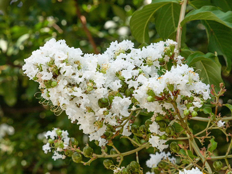 Lagerstroemia indica x fauriei 'Natchez' - Natchez Crape Myrtle - Image 2