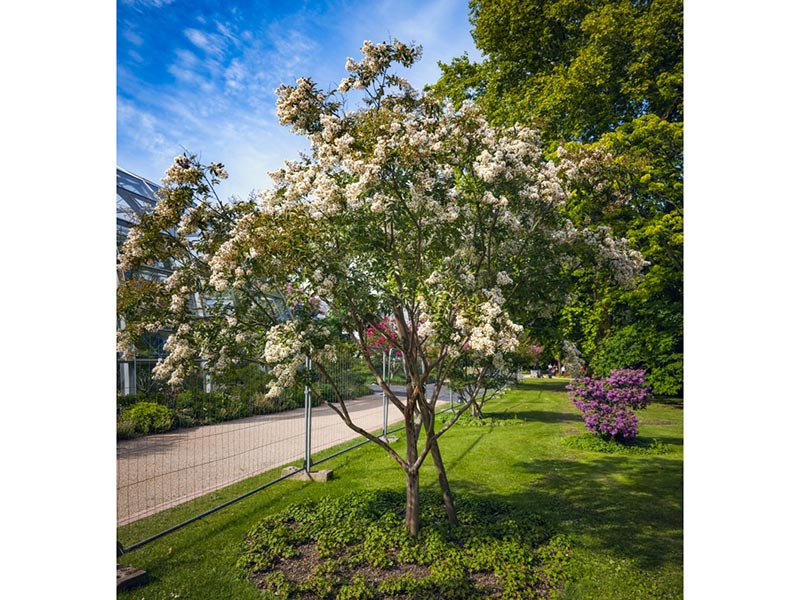 Lagerstroemia indica x fauriei 'Natchez' - Natchez Crape Myrtle