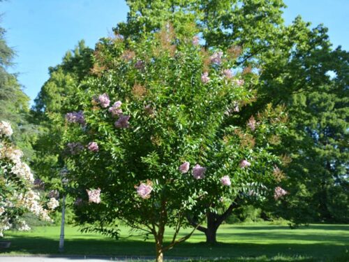 Lagerstroemia indica - 'Muskogee' Crape Myrtle
