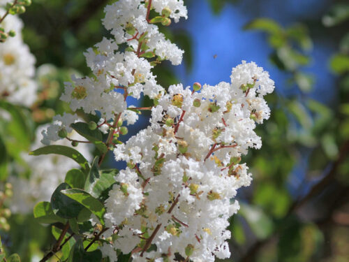 Lagerstroemia indica 'Sarah's Favorite' - Sarah's Favorite Crape Myrtle