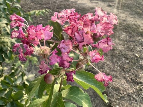 Lagerstroemia indica 'Tuskegee' - Tuskegee Crape Myrtle