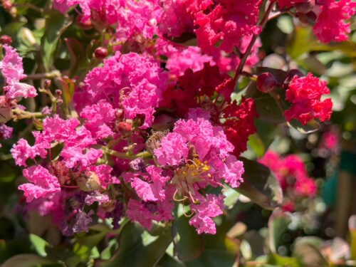 Lagerstroemia indica 'Whit II' - Dynamite Crape Myrtle