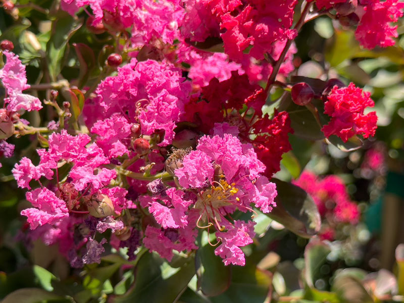 Lagerstroemia indica 'Whit II' - Dynamite Crape Myrtle
