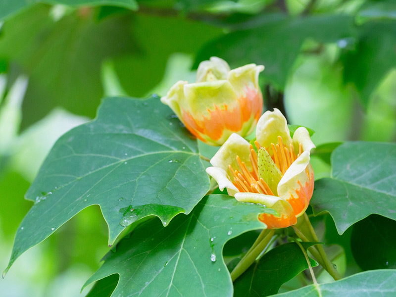 Liriodendron tulipifera - Tulip Tree Flower