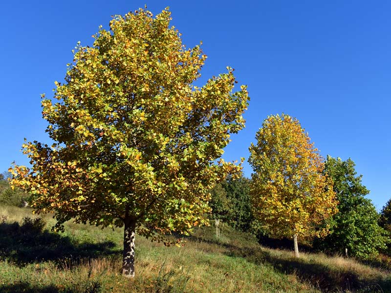Liriodendron tulipifera - Tulip Tree