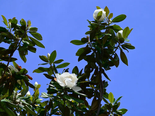 Magnolia 'Claudia Wannamaker' - Claudia Wannamaker Southern Magnolia