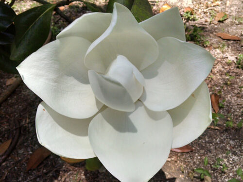 Magnolia grandiflora 'DD Blanchard' - Magnolia Flower